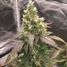 Auto Girl Scout Cookies feminised Ganja Seeds Auto Girl Scout Cookies feminised Ganja Seeds