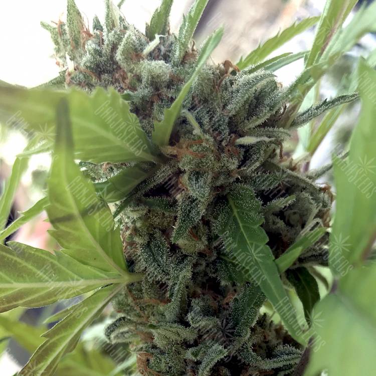 семена конопли курьером Auto Girl Scout Cookies feminised семена конопли курьером Auto Girl Scout Cookies feminised