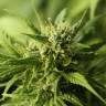 Auto Sol Haze feminised Seeds of Life
