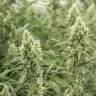 Auto Sol Haze feminised Seeds of Life