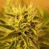 семена конопли элитных сортов Somango regular Ganja Seeds