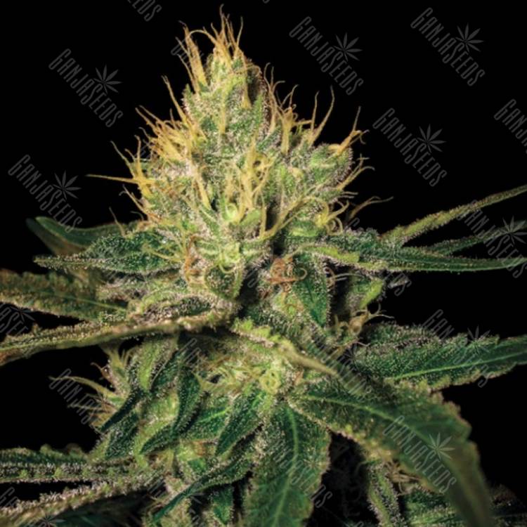 заказать на сайте семена конопли Cannalope Haze feminised DNA Genetics