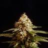 где можно заказать семена конопли La Blanca feminised Kannabia Seeds где можно заказать семена конопли La Blanca feminised Kannabia Seeds