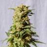 конопля семена сорта заказать La Blanca feminised Kannabia Seeds конопля семена сорта заказать La Blanca feminised Kannabia Seeds