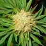 заказать на сайте семена конопли La Blanca feminised Kannabia Seeds заказать на сайте семена конопли La Blanca feminised Kannabia Seeds