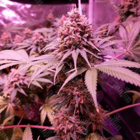 Bubblelicious regular Nirvana Seeds