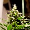семена индийской конопли Bars feminised Bang Seeds семена индийской конопли Bars feminised Bang Seeds
