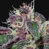 семена конопли в оригинальных упаковках Ayahuasca Purple feminised Barneys Farm семена конопли в оригинальных упаковках Ayahuasca Purple feminised Barneys Farm