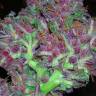семена конопли недорого Ayahuasca Purple feminised Barneys Farm семена конопли недорого Ayahuasca Purple feminised Barneys Farm