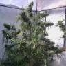 семена сортовой конопли Euforia regular Dutch Passion Seeds семена сортовой конопли Euforia regular Dutch Passion Seeds