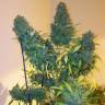 качественные семена конопли Euforia regular Dutch Passion Seeds качественные семена конопли Euforia regular Dutch Passion Seeds