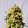 семена конопли Спб Kaboom aka La Reina de Africa feminised Kannabia Seeds семена конопли Спб Kaboom aka La Reina de Africa feminised Kannabia Seeds