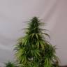 семена культурной конопли купить Kaboom aka La Reina de Africa feminised Kannabia Seeds семена культурной конопли купить Kaboom aka La Reina de Africa feminised Kannabia Seeds