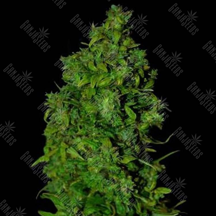 семена конопли с доставкой Auto Vip Dwarf feminised VIP Seeds семена конопли с доставкой Auto Vip Dwarf feminised VIP Seeds