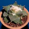 Купить семена кактуса Ariocarpus MIX