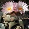 Заказать семена кактуса Ariocarpus MIX