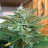 семена конопли гидропоники Auto Blue Diesel feminised семена конопли гидропоники Auto Blue Diesel feminised