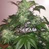 семена конопли дешево Auto Blue Diesel feminised семена конопли дешево Auto Blue Diesel feminised