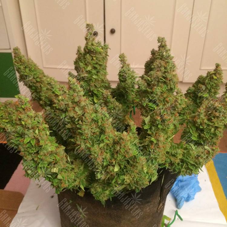 семена конопли интернет магазин Auto Blue Diesel feminised семена конопли интернет магазин Auto Blue Diesel feminised
