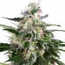 купить семена конопли Snow White Amsterdam feminised купить семена конопли Snow White Amsterdam feminised