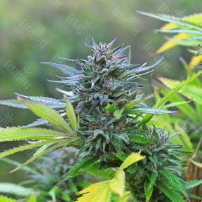 Super Hash regular Ganja Seeds
