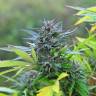 семена конопли гидропоники Super Hash regular Ganja Seeds семена конопли гидропоники Super Hash regular Ganja Seeds
