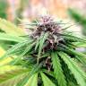 купить семена конопли Hollands Hope regular Dutch Passion Seeds купить семена конопли Hollands Hope regular Dutch Passion Seeds