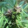 семена сортовой конопли Hollands Hope regular Dutch Passion Seeds семена сортовой конопли Hollands Hope regular Dutch Passion Seeds