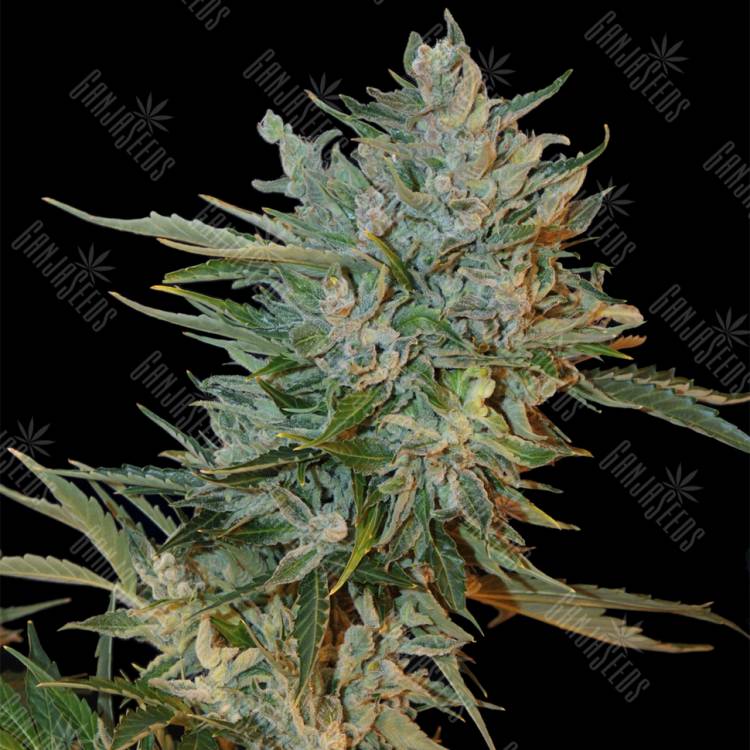 семена конопли дешево Auto Haze GOM feminised Grass-o-Matic семена конопли дешево Auto Haze GOM feminised Grass-o-Matic