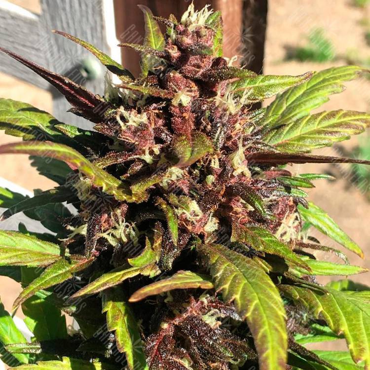 семена конопли Auto Red Poison feminised Sweet Seeds семена конопли Auto Red Poison feminised Sweet Seeds