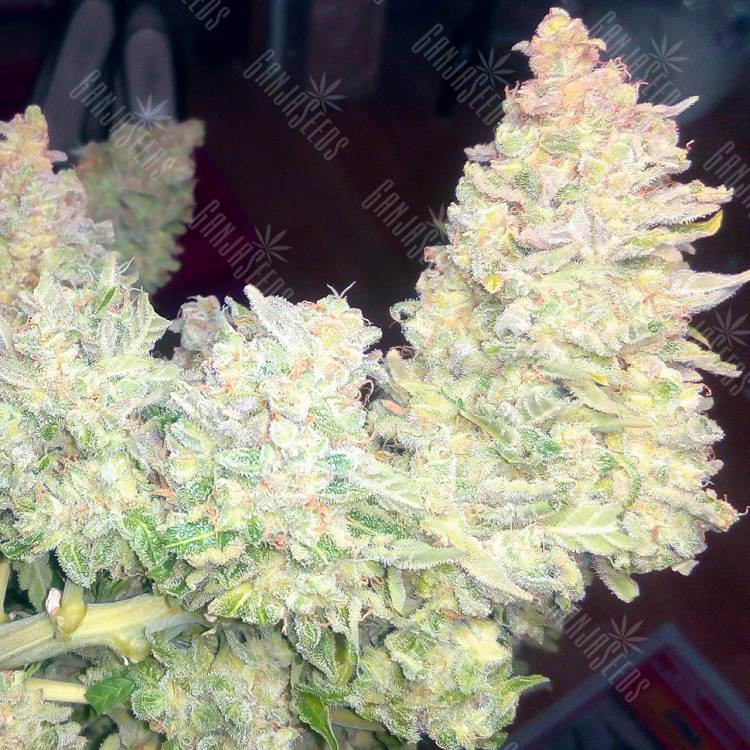 заказ семян конопли Спб Auto Blueberry x Blue Mystic feminised заказ семян конопли Спб Auto Blueberry x Blue Mystic feminised