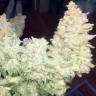 заказ семян конопли Спб Auto Blueberry x Blue Mystic feminised заказ семян конопли Спб Auto Blueberry x Blue Mystic feminised