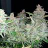 семена культурной конопли купить Auto Blueberry x Blue Mystic feminised семена культурной конопли купить Auto Blueberry x Blue Mystic feminised