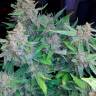 семена конопли индика Auto Blueberry x Blue Mystic feminised семена конопли индика Auto Blueberry x Blue Mystic feminised