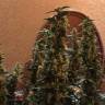 семена конопли для выращивания Auto Blueberry x Blue Mystic feminised семена конопли для выращивания Auto Blueberry x Blue Mystic feminised