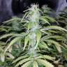 семена конопли элитных сортов Auto Blueberry x Blue Mystic feminised семена конопли элитных сортов Auto Blueberry x Blue Mystic feminised