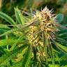 семена конопли гидропоники Auto Blueberry x Blue Mystic feminised семена конопли гидропоники Auto Blueberry x Blue Mystic feminised