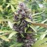 семена конопли аутдор Purple OG feminised семена конопли аутдор Purple OG feminised