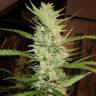 семена конопли дешево Super Lemon Haze regular Ganja Seeds