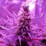 семена конопли почтой Blue Cheese feminised Barneys Farm семена конопли почтой Blue Cheese feminised Barneys Farm