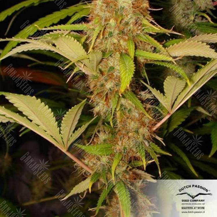 семена конопли наложенным платежом Mazar regular Dutch Passion Seeds семена конопли наложенным платежом Mazar regular Dutch Passion Seeds