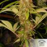 семена конопли наложенным платежом Mazar regular Dutch Passion Seeds семена конопли наложенным платежом Mazar regular Dutch Passion Seeds