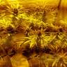 семена конопли аутдор Mataro Blue feminised Kannabia Seeds семена конопли аутдор Mataro Blue feminised Kannabia Seeds
