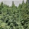 семена конопли гидропоники Mataro Blue feminised Kannabia Seeds семена конопли гидропоники Mataro Blue feminised Kannabia Seeds