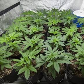 Nepal Gum OG regular Philosopher Seeds