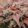семена конопли в интернете Auto Amnesia Haze feminised Royal Queen