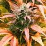 семена конопли дешево Auto Amnesia Haze feminised Royal Queen
