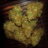 мощные семена конопли Amnesia Vip feminised VIP Seeds мощные семена конопли Amnesia Vip feminised VIP Seeds