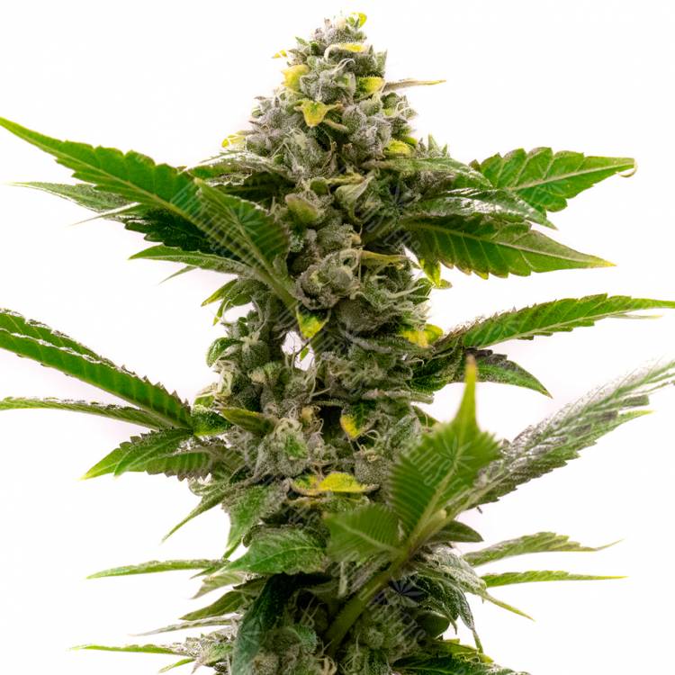 Семена конопли Auto Candy Kush feminised Ganja Seeds Семена конопли Auto Candy Kush feminised Ganja Seeds