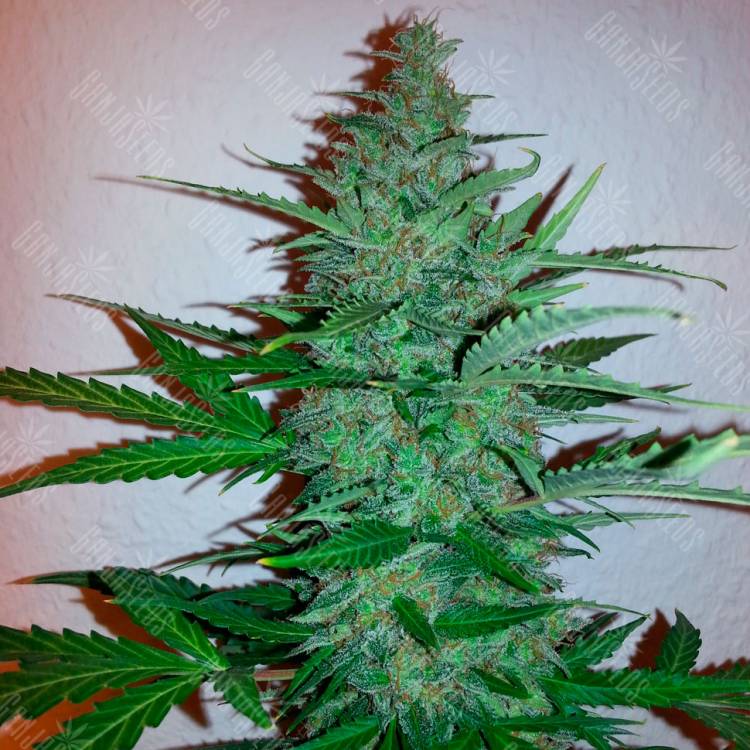 мощные семена конопли Early Skunk feminised мощные семена конопли Early Skunk feminised